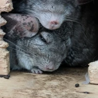 Adopta a Clara Y Capuchina