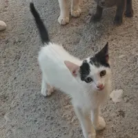Adopta a Niebla