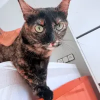 Adopta a Lyra