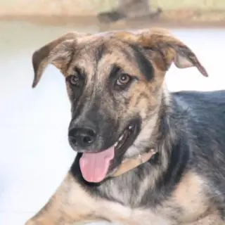 Mi
