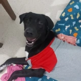 Adopta a Maya