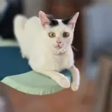 Adopta a Bella