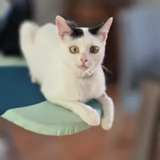 Bella