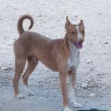 Adopta a Robin