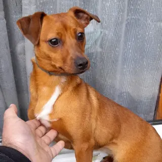 Mia