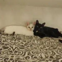 Adopta a Romeo Y Natasha