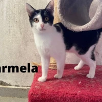 Adopta a Carmela