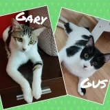 Adopta a Gus&Gary