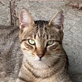 Ferra