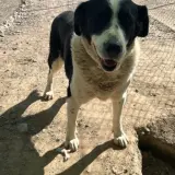 Adopta a Marte