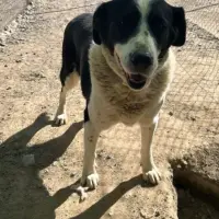 Adopta a Marte