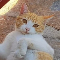 Adopta a Carlitos