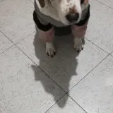 Adopta a Laika