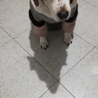 Laika