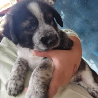 Adopta a Yelco