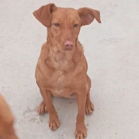 Adopta a Boty Perrita Muy Noble, Tlf 645978718