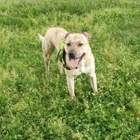 Adopta a Byron