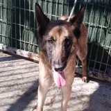 Adopta a Atenea