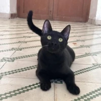 Adopta a Luna