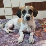 Adopta a Charlie