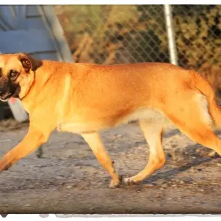 Bamba