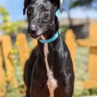 Adopta a Dante