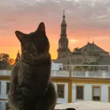 Adopta a Kata