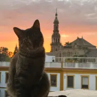 Adopta a Kata