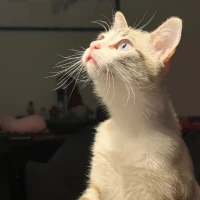 Adopta a Lucía