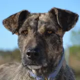 Adopta a Norma Jean