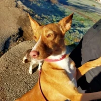 Adopta a Caracola