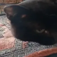 Adopta a Sena