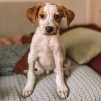 Adopta a Ares
