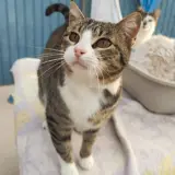 Adopta a Niña