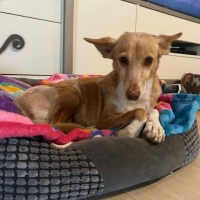 Adopta a Mila, Joven Y Cariñosa Tlf 645978718