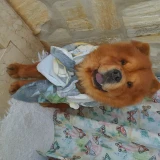 Adopta a Pompon