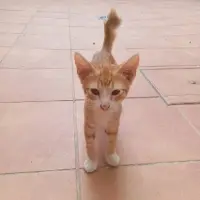 Adopta a Azahar