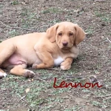 Adopta a Lennon