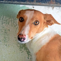 Adopta a Anna