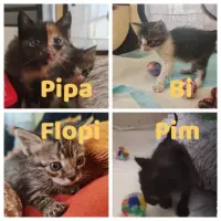 Adopta a Pipa, Bi, Flopi I Pim