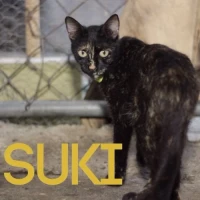 Adopta a Suki