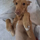 Adopta a Zeus