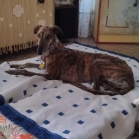 Adopta a Duque