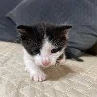 Adopta a Gatito Bebé