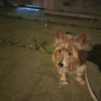 Adopta a Nala