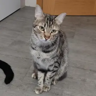 Tilda