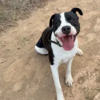 Adopta a Duque