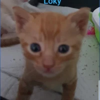 Adopta a Loky