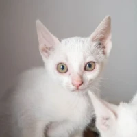 Adopta a Arcos