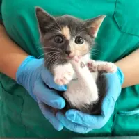 Adopta a Straciatella
